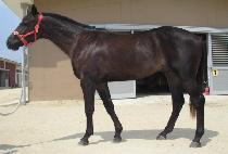 ���̷ο� (GYEONGIROUN) ����