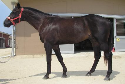 ���̷ο� ����