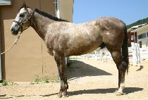 ���������� (WILLY WONDERFUL) ����