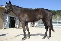 ��ǰ���� (MYEONGPUM DAEJAK) ����