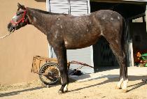 �ʽĴ�� (CHOSIK DAEWANG) ����