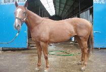 ���ǵ彺ŸƮ (SPEED START) ����