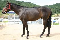 ���������� (ORANGE GUNDAN) ����