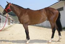 ��ŷ (NEW KING) ����