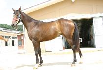 ������ (CHUKJISUL) ����