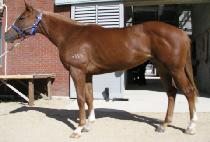 �������� (ORIGINAL) ����