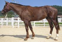 ������ (DOKBOJEOK) ����