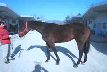 ������ ����