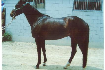 �����ֳ��� ����