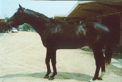 Ʈ����ī�ĳ� ����