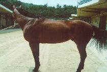 �Ƹ��ٿ����� (AREUMDAUN CHUKJE) ����