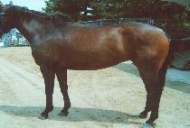 �̽����׼� (MISS CONTESSA) ����