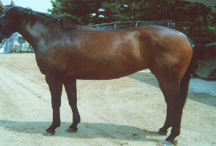 �̽����׼� ����