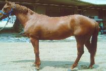 �����Ʈ������� (BRITE SQUEEZED) ����