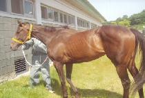 �췹�󽺰��� (HERRERA��S GOWN) ����