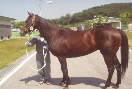 ���ϵ�ü���� ����