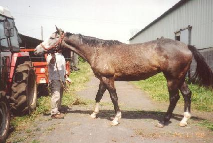 �����̵��̿¸��� ����