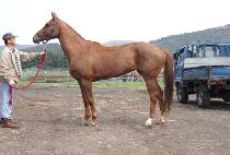 ����Ʈ���ϵ� (SWEET CHILD) ����