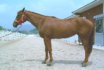 ��Ű�м� (LUCKY PASSION) ����