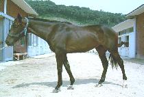 �����̼ųκ�Ƽ (SENSATIONAL BEAUTY) ����