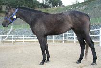 ���̾Ƹ�幫�� (DIAMOND MOVE) ����