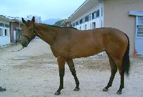 ����Ӹ� (BLUE MARINE) ����