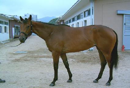 ����Ӹ� ����