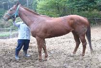 ����Ŀ����Ʈ (SENECA LIGHT) ����