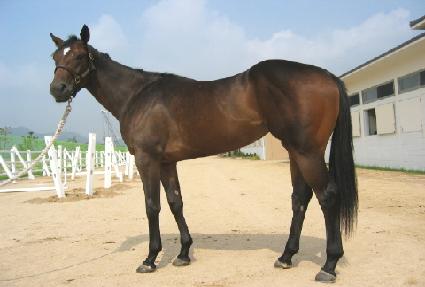 �̱� ����