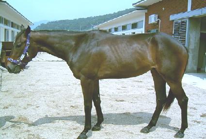 ��Ŭ�������̾� ����