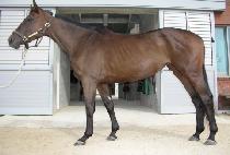 ���Ϻ긮��� (GINNIE BREE��S LOVE) ����