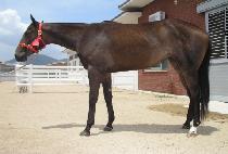 ��Ʈ�������� (SULTRY SCALE) ����