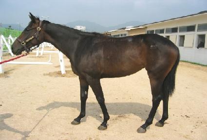 �ε鷹 ����