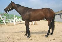 ũ����Ƽ���� (CHRISTIE��S CHARM) ����