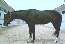 ��ü (OKCHE) ����