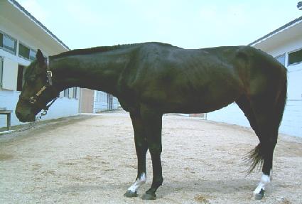 ��ü ����