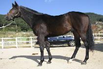 ŷ���깮 (KING OF MOON) ����