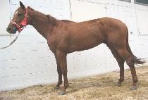 �������� (CHALTTEOK GUNGHAP) ����