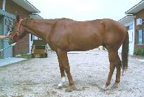 ����Ʈ��� (KNIGHT BANDIT) ����