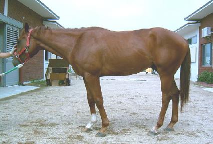 ����Ʈ��� ����