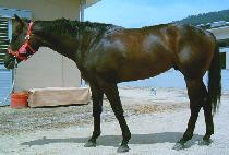 ���ǿ��� (SINUI YEONGGWANG) ����