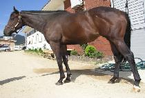 �������̾� (BLACK LION) ����