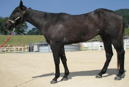 ���̾Ƹ���̹��� ����