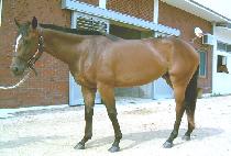 ����÷� (DINNER FLAN) ����