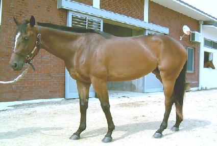 ����÷� ����