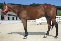 ���·��� (ZEON ROSE) ����