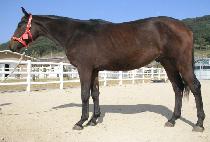 ��������Ƽ���ڹ� (PROSPECTIVE COMIC) ����