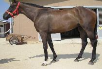 �������Ͼ (SHEZA GENIUS) ����