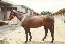 ���� (GOJEUNG) ����