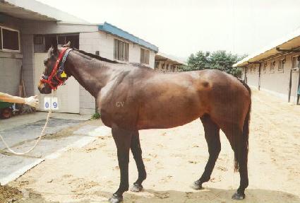 ���� ����